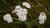  B005397croofm